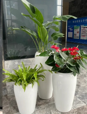 镇海绿植租摆租金-奉化员工福利绿植租赁-海曙租绿植优势-杭州湾室内植物出租
